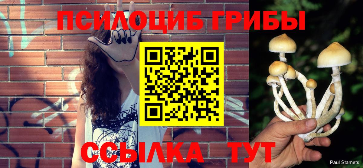 Галлюциногенные грибы Psilocybe Рубцовск
